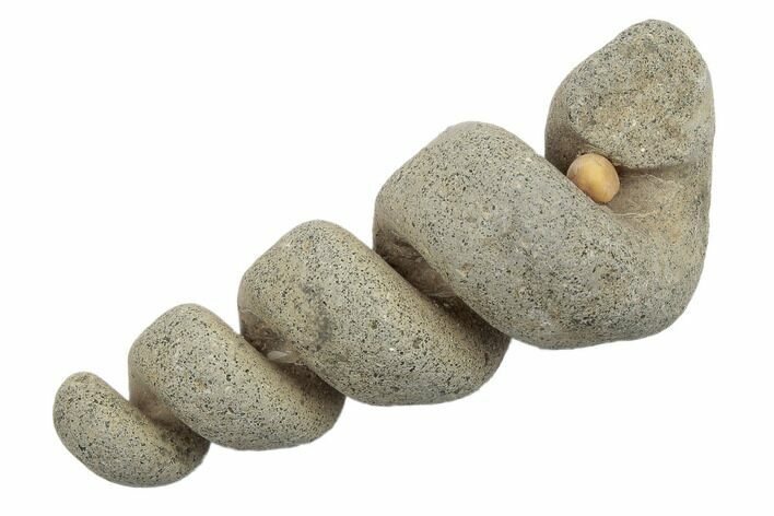 Paleocene Turritella Fossil - Maryland #189134